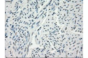 Image no. 4 for anti-Fc Fragment of IgG, Low Affinity IIa, Receptor (CD32) (FCGR2A) antibody (ABIN1497258) (FCGR2A antibody)