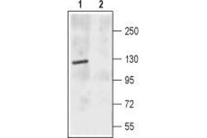Western blot analysis of rat brain membrane: - 1. (GRIN2C antibody  (Extracellular, N-Term))
