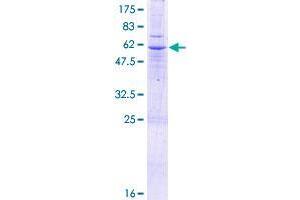 SLC25A40 Protein (AA 1-338) (GST tag)