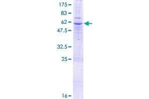 SLC25A40 Protein (AA 1-338) (GST tag)