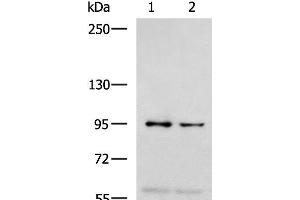 Western blot analysis of 293T and Jurkat cell lysates using NVL Polyclonal Antibody at dilution of 1:1000