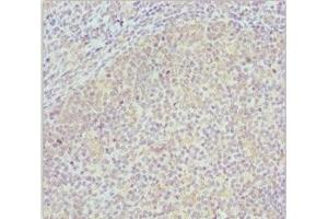 Immunohistochemistry of paraffin-embedded human tonsil tissue using ABIN7148458 at dilution of 1:100 (COG4 antibody  (AA 506-785))