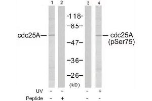 Image no. 2 for anti-Cell Division Cycle 25 Homolog A (S. Pombe) (CDC25A) (pSer75), (pSer76) antibody (ABIN196852) (CDC25A antibody  (pSer75, pSer76))