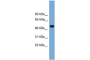 WB Suggested Anti-PSMD12 Antibody Titration: 0. (PSMD12 antibody  (N-Term))