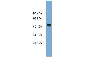 WB Suggested Anti-PSMD12 Antibody Titration: 0.