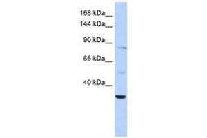Image no. 1 for anti-AHNAK Nucleoprotein 2 (AHNAK2) (C-Term) antibody (ABIN6743126) (AHNAK2 antibody  (C-Term))