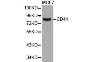 Western Blotting (WB) image for anti-CD44 (CD44) antibody (ABIN1871637) (CD44 antibody)