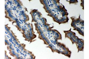 Anti- Peroxiredoxin 5 Picoband antibody, IHC(P) IHC(P): Mouse Intestine Tissue (Peroxiredoxin 5 antibody  (AA 66-198))
