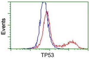 HEK293T cells transfected with either RC200003 overexpress plasmid (Red) or empty vector control plasmid (Blue) were immunostained by anti-TP53 antibody (ABIN2454591), and then analyzed by flow cytometry. (p53 antibody)