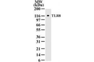 Western Blotting (WB) image for anti-Toll-Like Receptor 8 (TLR8) (AA 750-850) antibody (ABIN2470503) (TLR8 antibody  (AA 750-850))