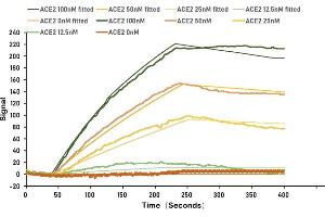 SARS-CoV-2 Spike protein RBD his/myc tag (ABIN6953168) captured on COOH chip can bind Human ACE2 protein Fc tag with an affinity constant of 13. (SARS-CoV-2 Spike S1 Protein (RBD) (His tag,MYC tag))