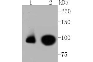 Lane 1: HepG2, Lane 2: Raji lysates probed with Nrf2(S40) (7G4) Monoclonal Antibody  at 1:1000 overnight at 4˚C.
