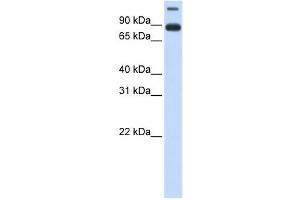 Western Blotting (WB) image for anti-Transmembrane Protein 48 (TMEM48) antibody (ABIN2459004) (TMEM48 antibody)