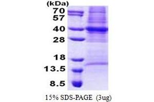 SDS-PAGE (SDS) image for COP9 Signalosome Complex Subunit 6 (COPS6) (AA 1-327) protein (His tag) (ABIN5853156) (COPS6 Protein (AA 1-327) (His tag))