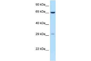 WB Suggested Anti-OSCAR Antibody Titration: 1.