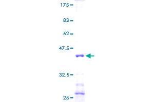 NDUFA6 Protein (AA 1-128) (GST tag)