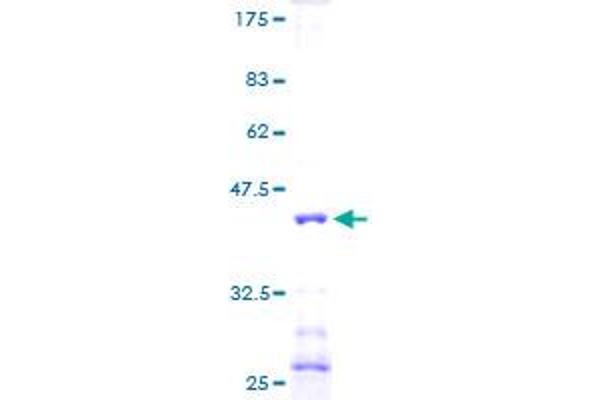 NDUFA6 Protein (AA 1-128) (GST tag)