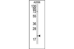 Image no. 1 for anti-Bcl2 Modifying Factor (BMF) (AA 130-150), (BH3 Domain) antibody (ABIN356819) (BMF antibody  (BH3 Domain))