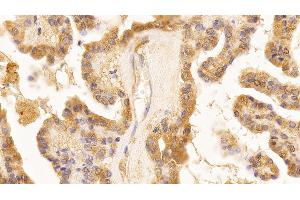 Immunohistochemistry (IHC) image for anti-Lamin B1 (LMNB1) (AA 52-233) antibody (ABIN7428965)
