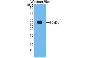 Western blot analysis of the recombinant protein. (MBL2 antibody  (AA 19-244))