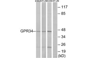 Western blot analysis of extracts from K562 cells, HT-29 cells and COS-7cells, using GPR34 antibody. (GPR34 antibody  (Internal Region))