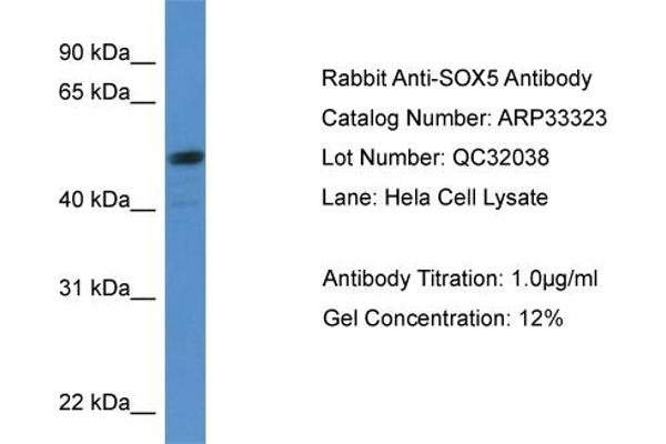 SOX5 antibody  (C-Term)