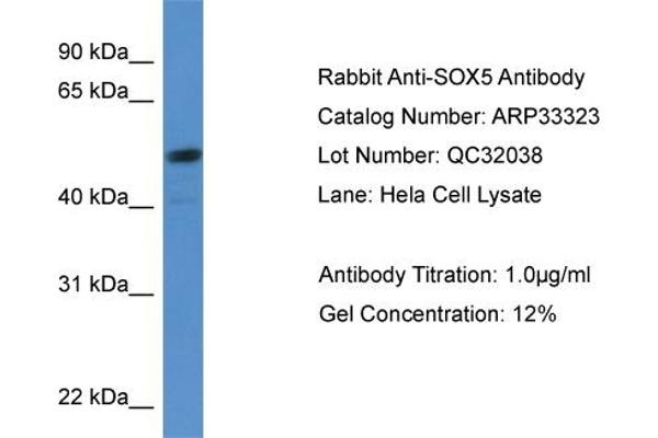 SOX5 anticorps  (C-Term)