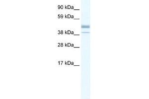 WB Suggested Anti-ESRRB Antibody Titration: 0. (ESRRB antibody  (N-Term))