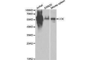 Western blot analysis of extracts of various cell lines, using LCK antibody. (LCK antibody)