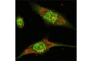 Immunofluorescence (IF) image for anti-Mitogen-Activated Protein Kinase 1 (MAPK1) antibody (ABIN1107133)
