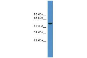 WB Suggested Anti-Epor Antibody Titration:  0. (EPOR antibody  (N-Term))
