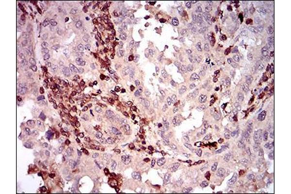 CD68 antibody  (AA 42-155)