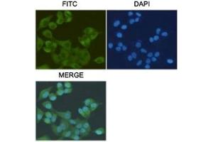 ICC/IF staining of HeLa cells, fixed with 4% Paraformaldehyde, using S100A10 antibody at 1:200. (S100A10 antibody)