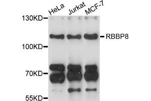 Western blot analysis of extracts of various cell lines, using RBBP8 antibody (ABIN5998670) at 1/1000 dilution. (Retinoblastoma Binding Protein 8 antibody)