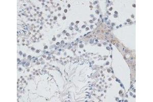 Immunohistochemistry of paraffin-embedded Mouse testis using USP7 Polyclonal Antibody at dilution of 1:100 (40x lens). (USP7 antibody)