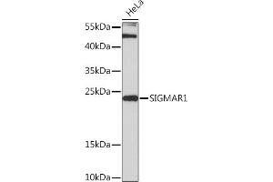 Western blot analysis of extracts of HeLa cells, using SIGM Rabbit pAb (ABIN7270296) at 1:3000 dilution. (SIGMAR1 antibody  (AA 31-80))