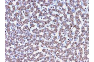 Formalin-fixed, paraffin-embedded human Liver stained with Prohibitin Mouse Monoclonal Antibody (PHB/3194).