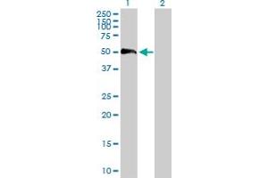 Western Blot analysis of EFEMP2 expression in transfected 293T cell line by EFEMP2 MaxPab polyclonal antibody. (FBLN4 antibody  (AA 1-443))