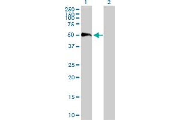 FBLN4 antibody  (AA 1-443)