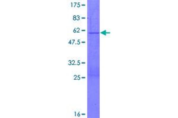 PGRMC2 Protein (AA 1-223) (GST tag)