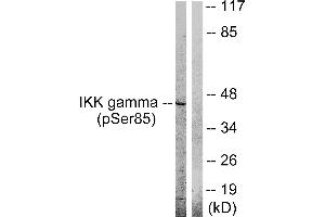 Western blot analysis of extracts from HepG2 cells, treated with Anisomycin (0. (IKBKG antibody  (pSer85))