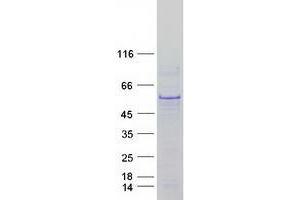Validation with Western Blot (p53 Protein (Transcript Variant 1) (Myc-DYKDDDDK Tag))