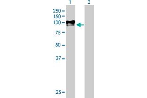 PAMR1 antibody  (AA 1-737)