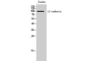 Western Blotting (WB) image for anti-LI Cadherin (Internal Region) antibody (ABIN3185381) (LI Cadherin antibody  (Internal Region))