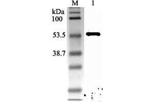 Western blot analysis using anti-Nampt (rat), pAb  at 1:2'000 dilution. (NAMPT antibody)