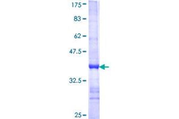 COX IV Protein (AA 1-90) (GST tag)