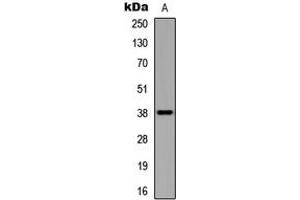 Western blot analysis of UBE2U expression in HEK293T (A) whole cell lysates. (UBE2U antibody  (C-Term))