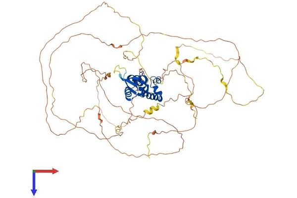 FOXN1 Protein (AA 1-648) (His tag)