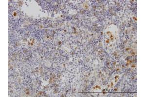 Image no. 1 for anti-Gardner-Rasheed Feline Sarcoma Viral (V-Fgr) Oncogene Homolog (FGR) (AA 1-90) antibody (ABIN598687) (Fgr antibody  (AA 1-90))