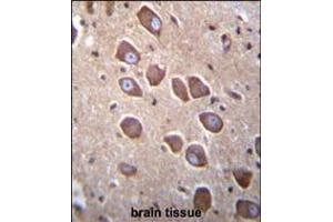 PCDHA3 Antibody immunohistochemistry analysis in formalin fixed and paraffin embedded human brain tissue followed by peroxidase conjugation of the secondary antibody and DAB staining.